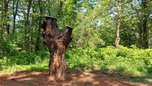 <p>
	Novo deblo za hrošča puščavnika smo postavili tudi na Šišenskem hribu.<br>
	Foto: Saša Vochl
</p>
