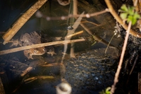 <p>
	 Krastače in mrest rjavih žab
</p>
<p>
	 Foto: Luka Šparl
</p>