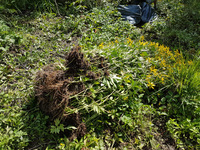 <p>
	 Odstranjena cvetoča biomasa deljenolistne rudbekije.<br>

	<br>
	 foto: JP VOKA SNAGA d.o.o. (arhiv Službe KP TRŠh)<br>
</p>