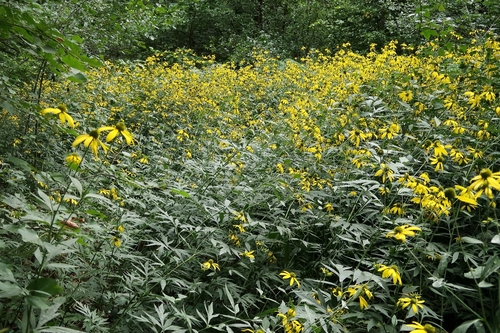 <p>
	 Deljenolistna rudbekija (<span><em>Rudbeckia laciniata</em></span>) je meter do dva metra in pol visoka zelnata trajnica, ki zlatorumeno cveti od julija do oktobra.
</p>