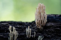 <p>
	 Zaradi pomanjkanja starorastnih gozdov listavcev so cvetoče grmulje (<em>Artomyces pyxidatus</em>) ogrožene; foto: Luka Šparl (arhiv KP TRŠh)<br>
</p>