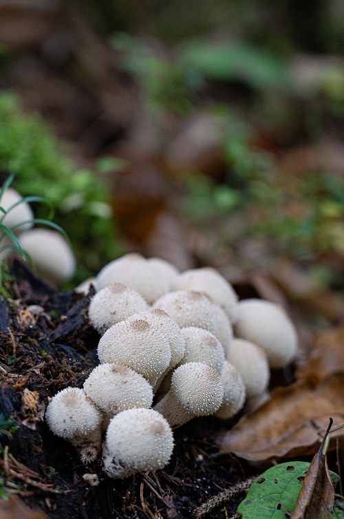 <p>
	Skupina betičastih prašnic (<em>Lycoperdon perlatum</em>).<br>
	<br>
	foto: Luka Šparl<br>
</p>