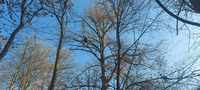 <p>
	 Slika 3: Bukev je zaradi svoje višine in lege bolj izpostavljena vetru, kar še povečuje možnost za odlom. Da bi to možnost zmanjšali, je arborist plezalec jeseni 2023 znižal višino in obod krošnje drevesa (foto: S. Vochl).
</p>