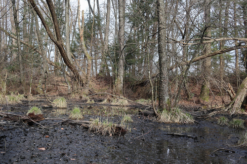 <p>
	 Eno od manj znanih mokrišč v nižinskem delu krajinskega parka.<br>

	<br>
	 foto: Luka Šparl<br>
</p>