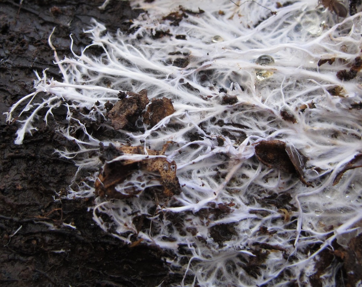 Wit schimmelmycelium als netwerk door bosbodem en dood materiaal